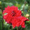 Vårlök Nelson Garden Dekorativdahlia Låg Heatwave Röd