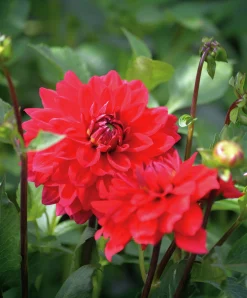 Vårlök Nelson Garden Dekorativdahlia Låg Heatwave Röd