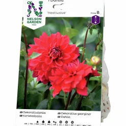 Vårlök Nelson Garden Dekorativdahlia Låg Heatwave Röd
