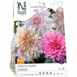 Vårlök Nelson Garden Dekorativdahlia Lovely Match Otto's Café