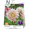 Vårlök Nelson Garden Dekorativdahlia Hög Break Out Gräddrosa