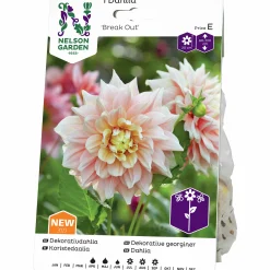 Vårlök Nelson Garden Dekorativdahlia Hög Break Out Gräddrosa