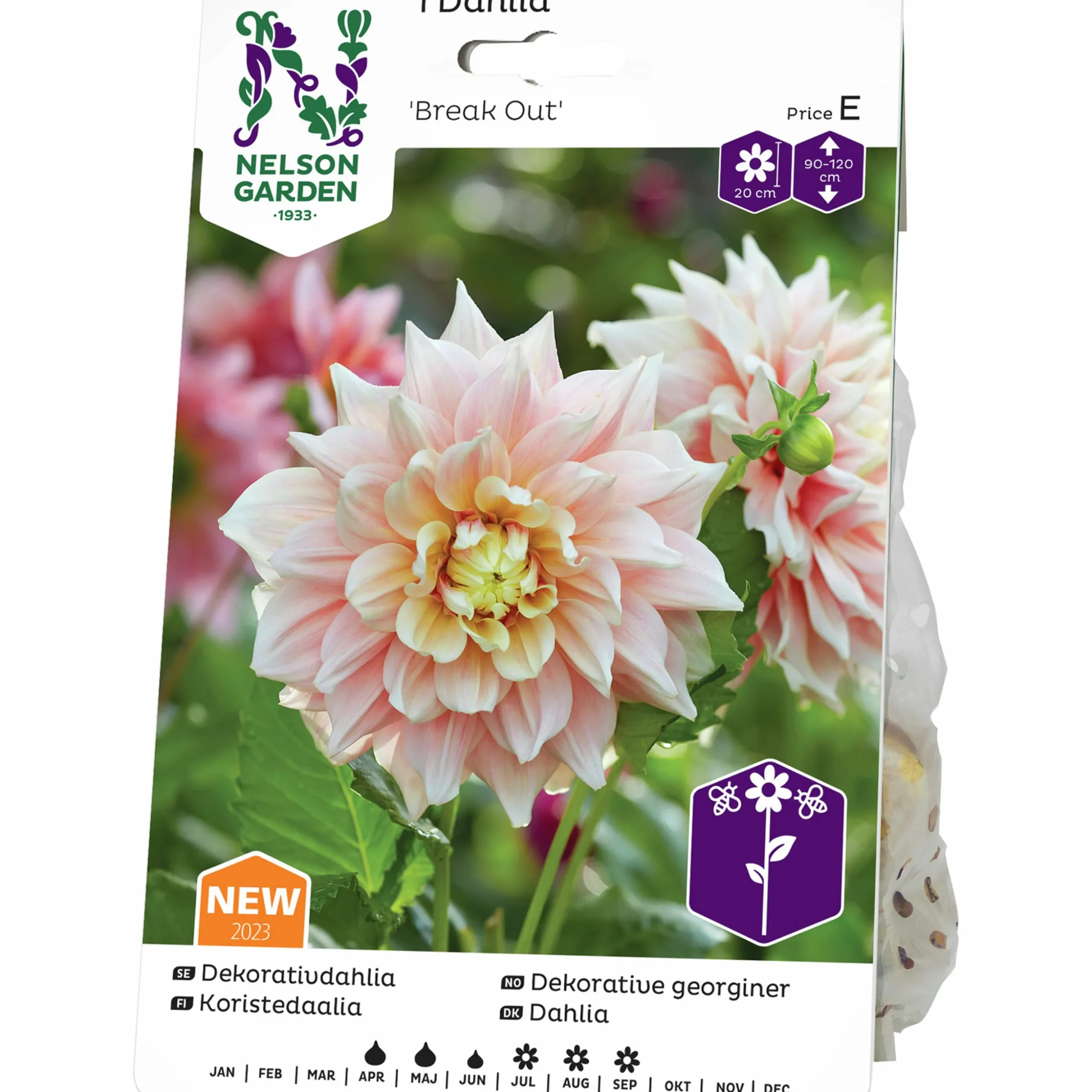 Vårlök Nelson Garden Dekorativdahlia Hög Break Out Gräddrosa