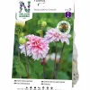 Vårlök Nelson Garden Dekorativdahlia Hög Strawberry Cream