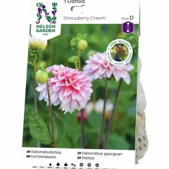 Vårlök Nelson Garden Dekorativdahlia Hög Strawberry Cream