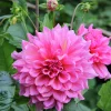 Vårlök Nelson Garden Dekorativdahlia