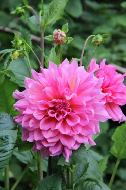 Vårlök Nelson Garden Dekorativdahlia