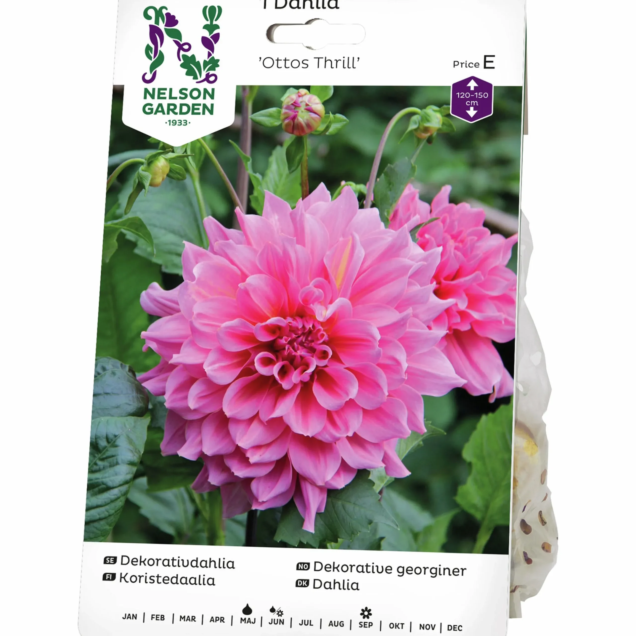 Vårlök Nelson Garden Dekorativdahlia