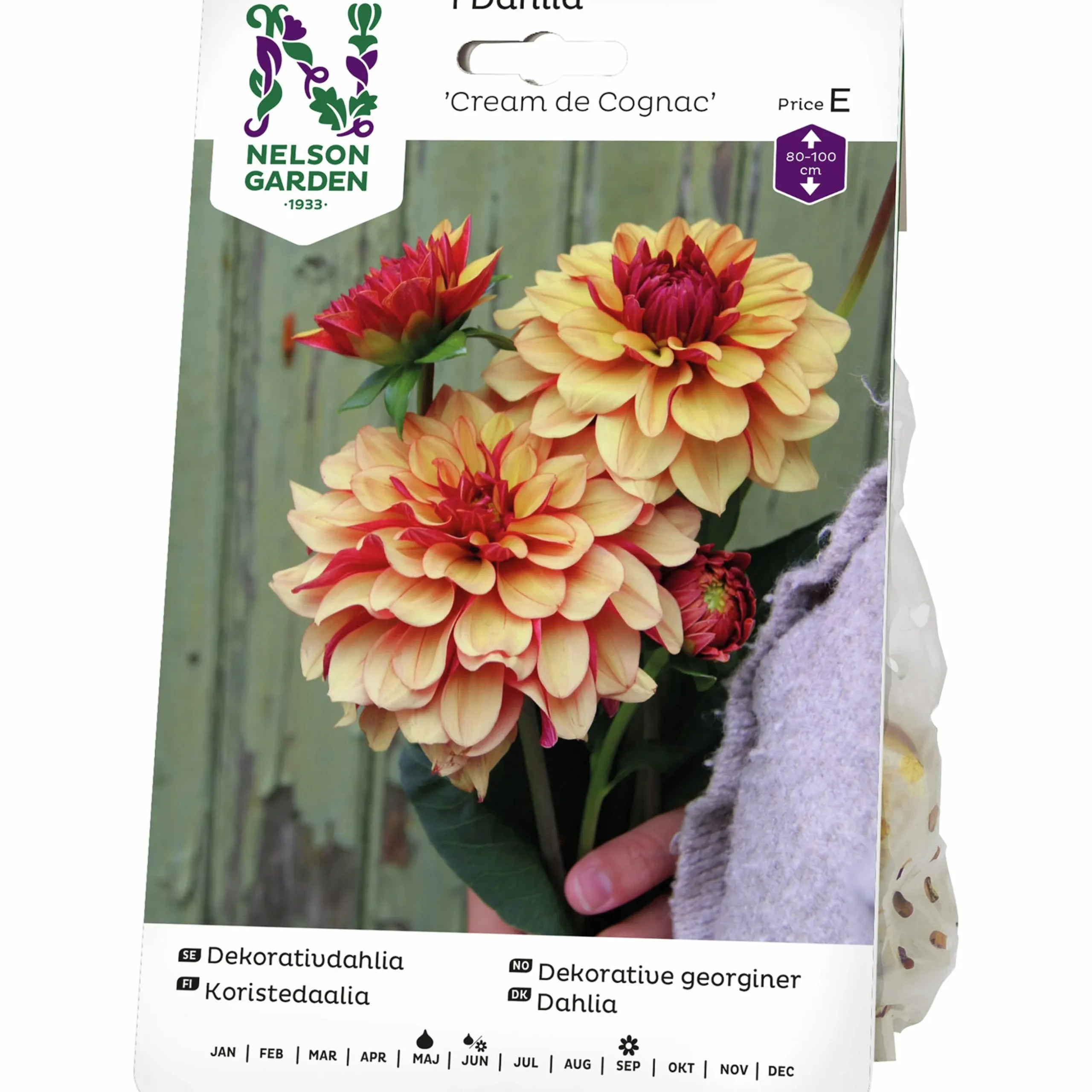Vårlök Nelson Garden Dekorativdahlia Cream de Cognac