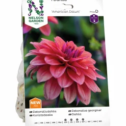 Vårlök Nelson Garden Dekorativdahlia 'American Dawn' Låg