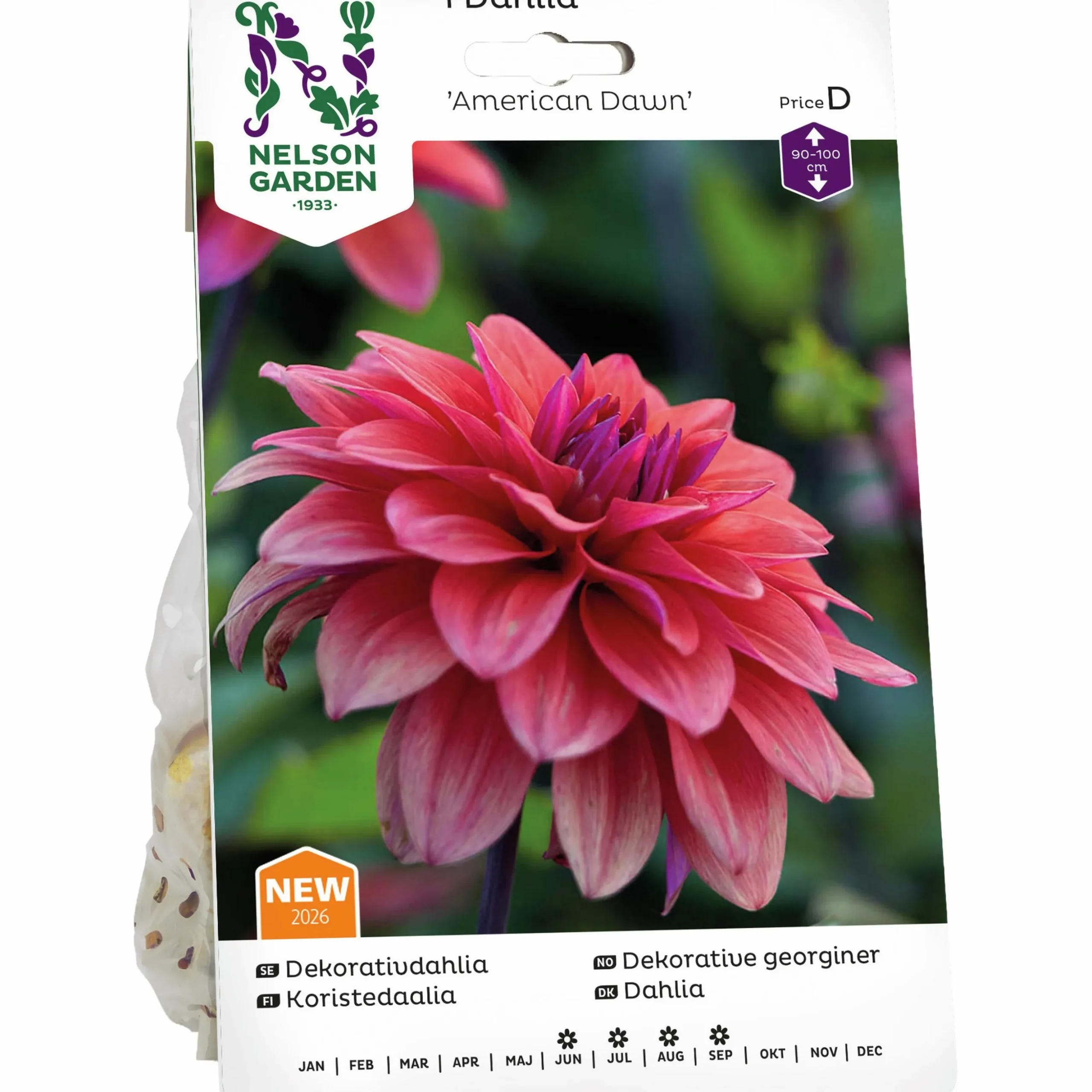 Vårlök Nelson Garden Dekorativdahlia 'American Dawn' Låg