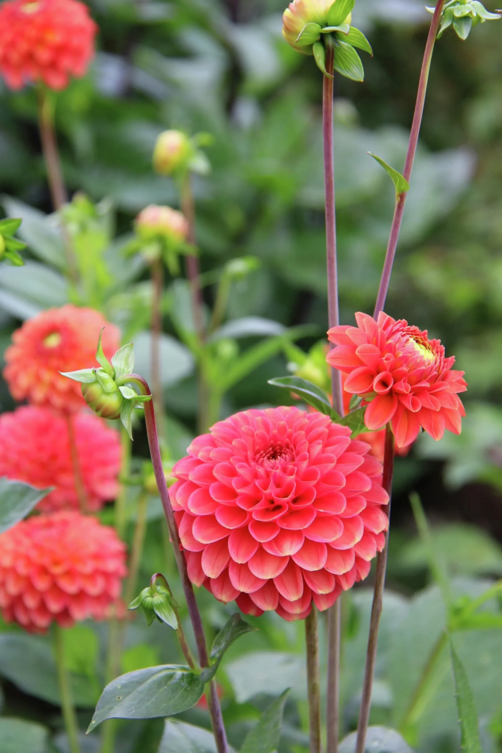 Vårlök Nelson Garden Dekorativdahlia Zundert Mystery Fox