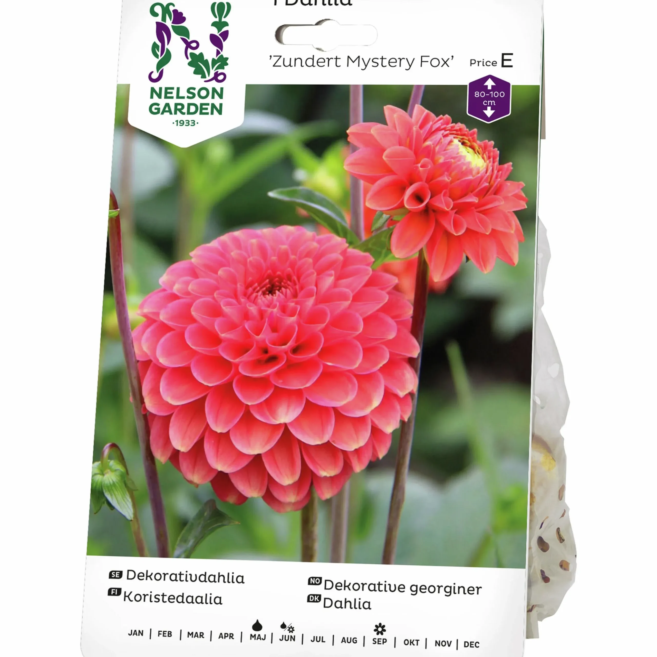 Vårlök Nelson Garden Dekorativdahlia Zundert Mystery Fox