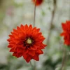 Vårlök Nelson Garden Dekorativdahlia Röd Red Silence Röd