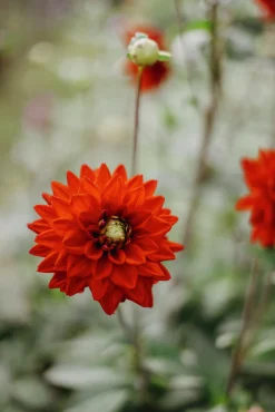 Vårlök Nelson Garden Dekorativdahlia Röd Red Silence Röd