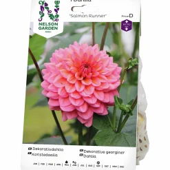 Vårlök Nelson Garden Dekorativdahlia Salmon Runner