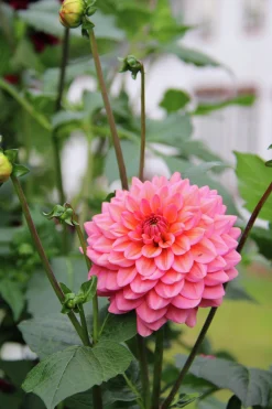 Vårlök Nelson Garden Dekorativdahlia Salmon Runner