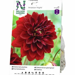 Vårlök Nelson Garden Dekorativdahlia Hög Arabian Night Röd