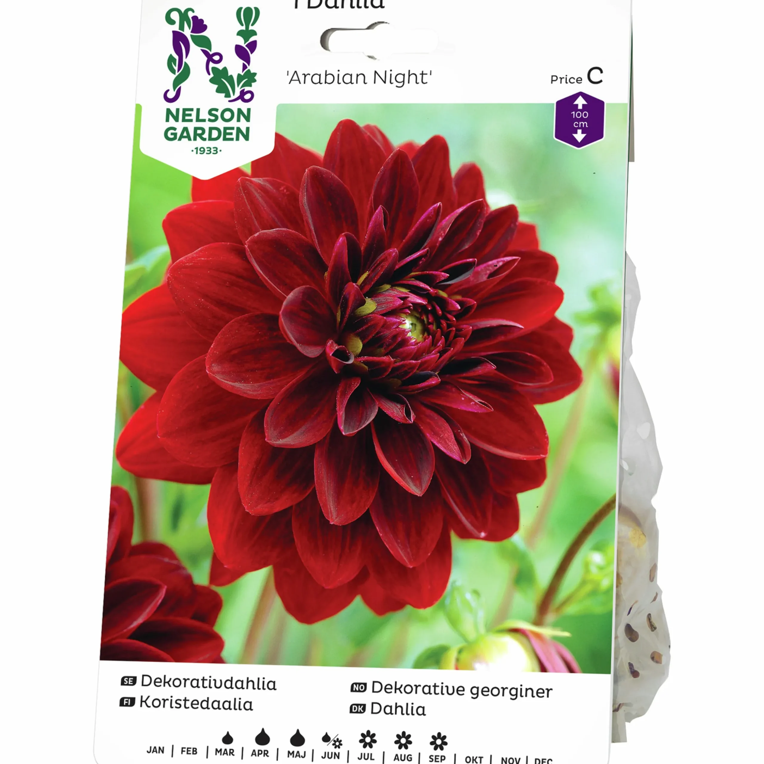 Vårlök Nelson Garden Dekorativdahlia Hög Arabian Night Röd