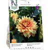 Vårlök Nelson Garden Dekorativdahlia 'Dazzling Magic' Hög