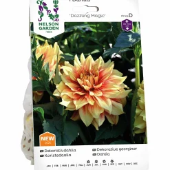 Vårlök Nelson Garden Dekorativdahlia 'Dazzling Magic' Hög