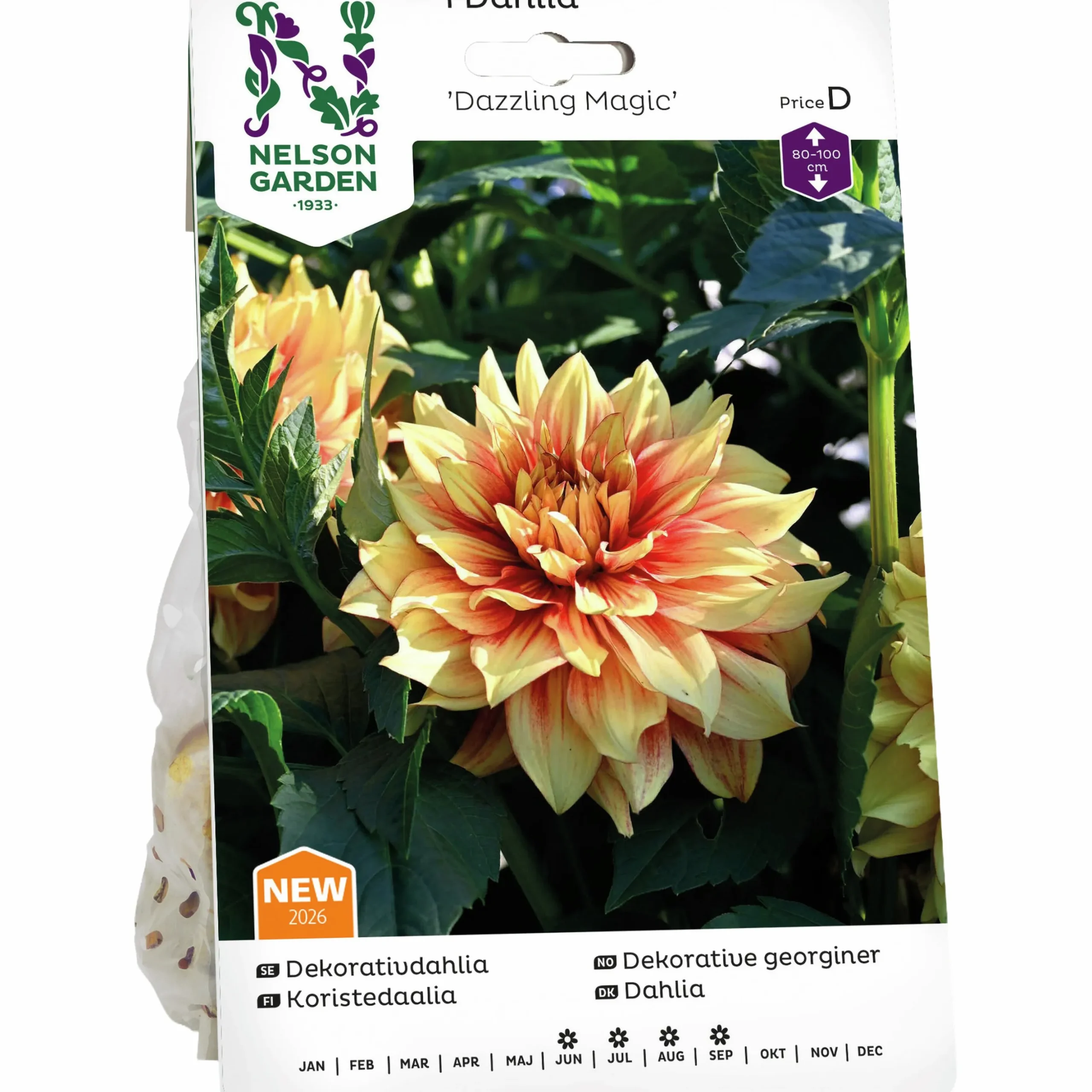 Vårlök Nelson Garden Dekorativdahlia 'Dazzling Magic' Hög