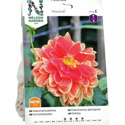 Vårlök Nelson Garden Dekorativdahlia 'Maxime' Hög