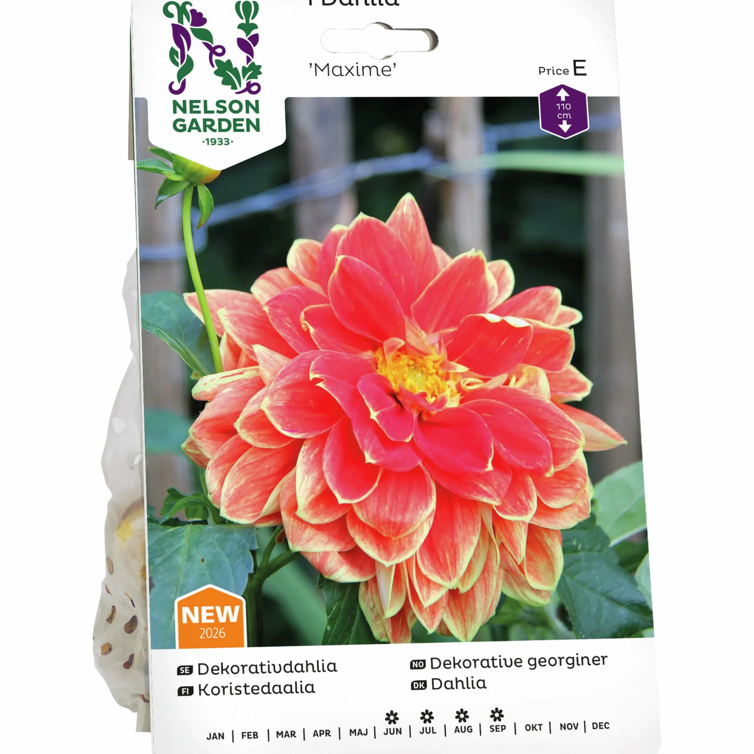 Vårlök Nelson Garden Dekorativdahlia 'Maxime' Hög