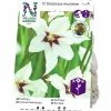 Vårlök Nelson Garden Doftlilja Gladiolus Murielae Vit