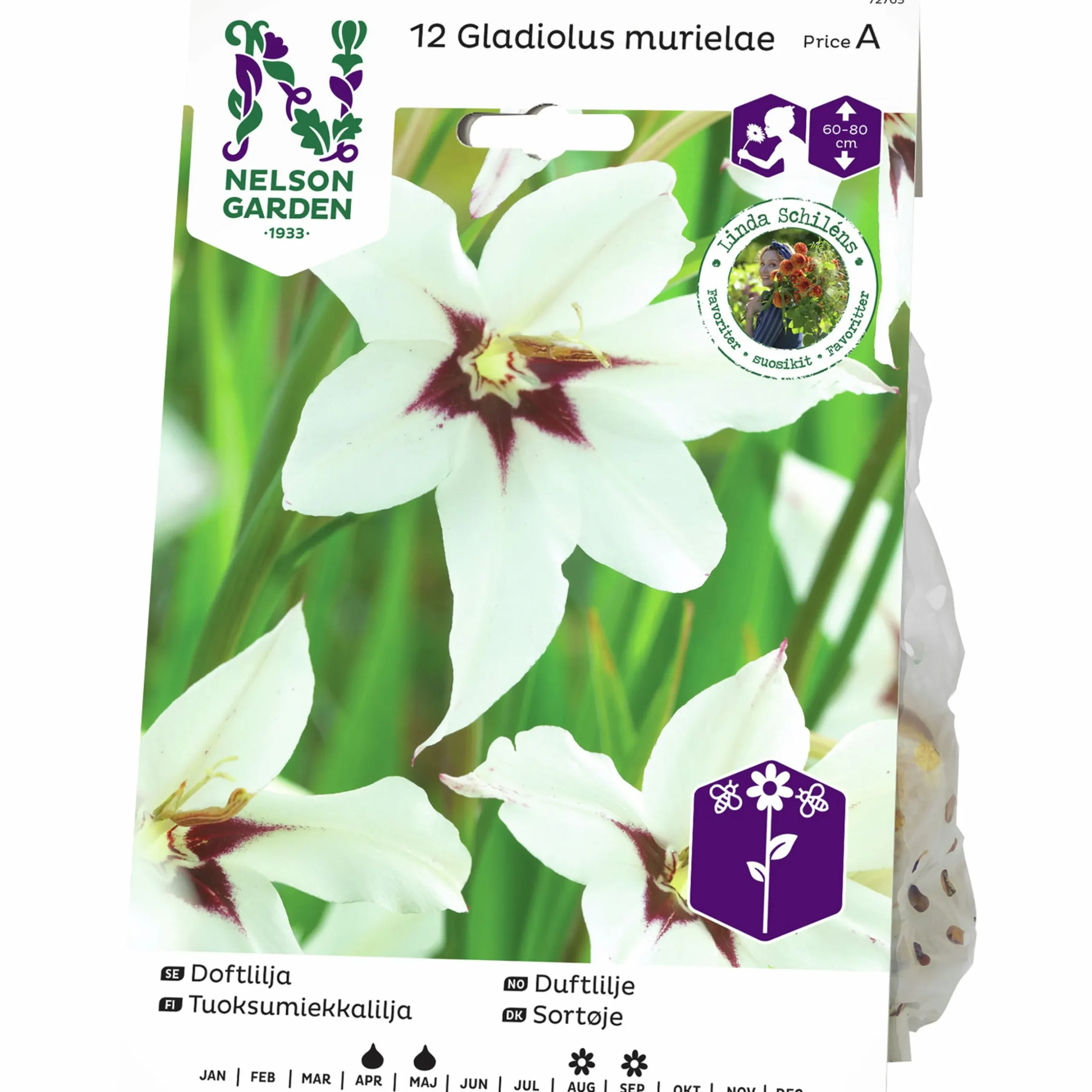 Vårlök Nelson Garden Doftlilja Gladiolus Murielae Vit