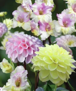 Vårlök Nelson Garden Gladiolus Dahlia Rebecka's Dream