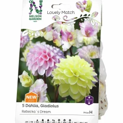 Vårlök Nelson Garden Gladiolus Dahlia Rebecka's Dream