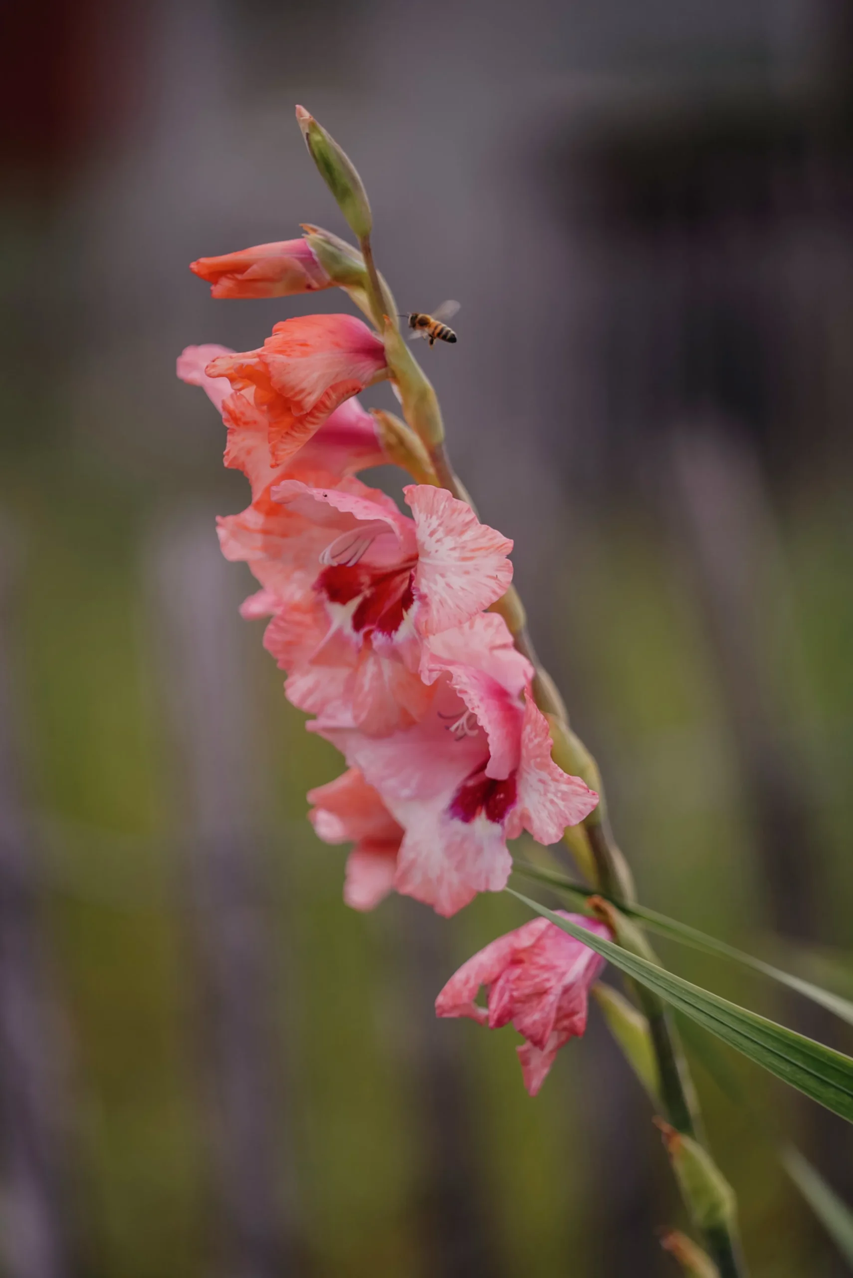 Vårlök Nelson Garden Gladiolus Lovely Match Fiddekulla Mix