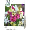 Vårlök Nelson Garden Ixia Mix