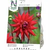 Vårlök Nelson Garden Kaktusdahlia Hög Witteman's Best Röd