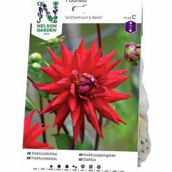 Vårlök Nelson Garden Kaktusdahlia Hög Witteman's Best Röd