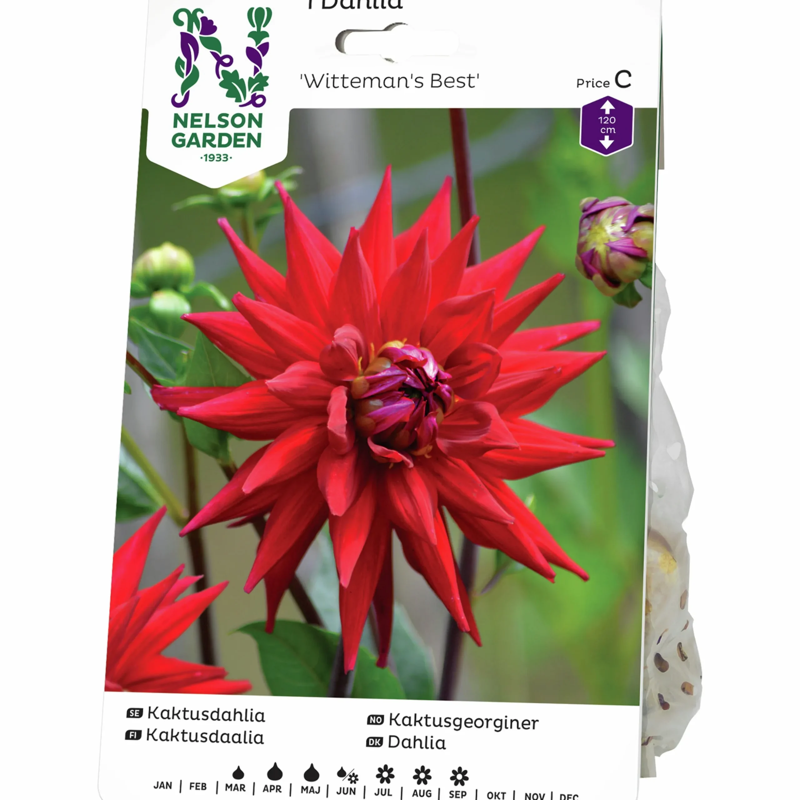 Vårlök Nelson Garden Kaktusdahlia Hög Witteman's Best Röd