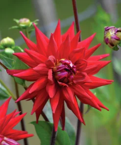 Vårlök Nelson Garden Kaktusdahlia Hög Witteman's Best Röd