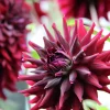 Vårlök Nelson Garden Kaktusdahlia RIP City