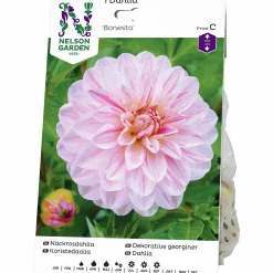 Vårlök Nelson Garden Näckrosdahlia Hög Bonesta Rosa