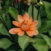 Vårlök Nelson Garden Näckrosdahlia Låg Nicholas Aprikos