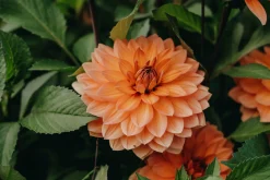 Vårlök Nelson Garden Näckrosdahlia Låg Nicholas Aprikos