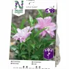Vårlök Nelson Garden Orientlilja Lotus Queen Double Rosa