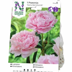 Vårlök Nelson Garden Pion Sara Bernhardt Rosa