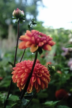 Vårlök Nelson Garden Pompondahlia Hög Cornel Bronze Apricot