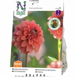 Vårlök Nelson Garden Pompondahlia Hög Cornel Bronze Apricot