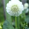 Vårlök Nelson Garden Pompondahlia Hög Snowflake Vit