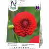 Vårlök Nelson Garden Pompondahlia Hög Nescio Röd