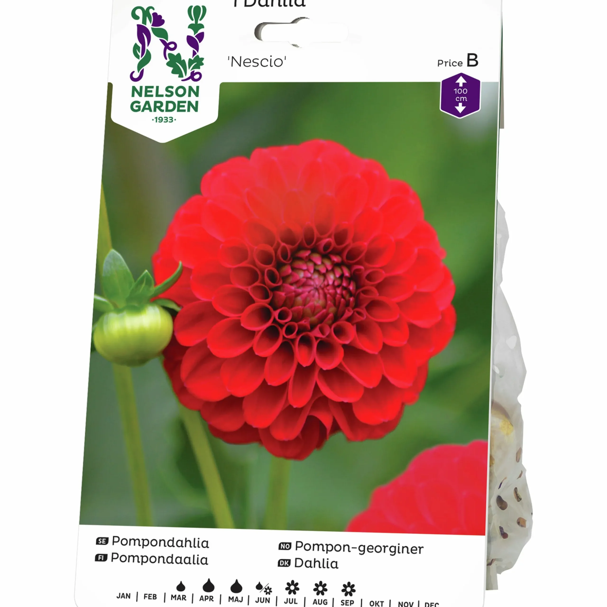 Vårlök Nelson Garden Pompondahlia Hög Nescio Röd