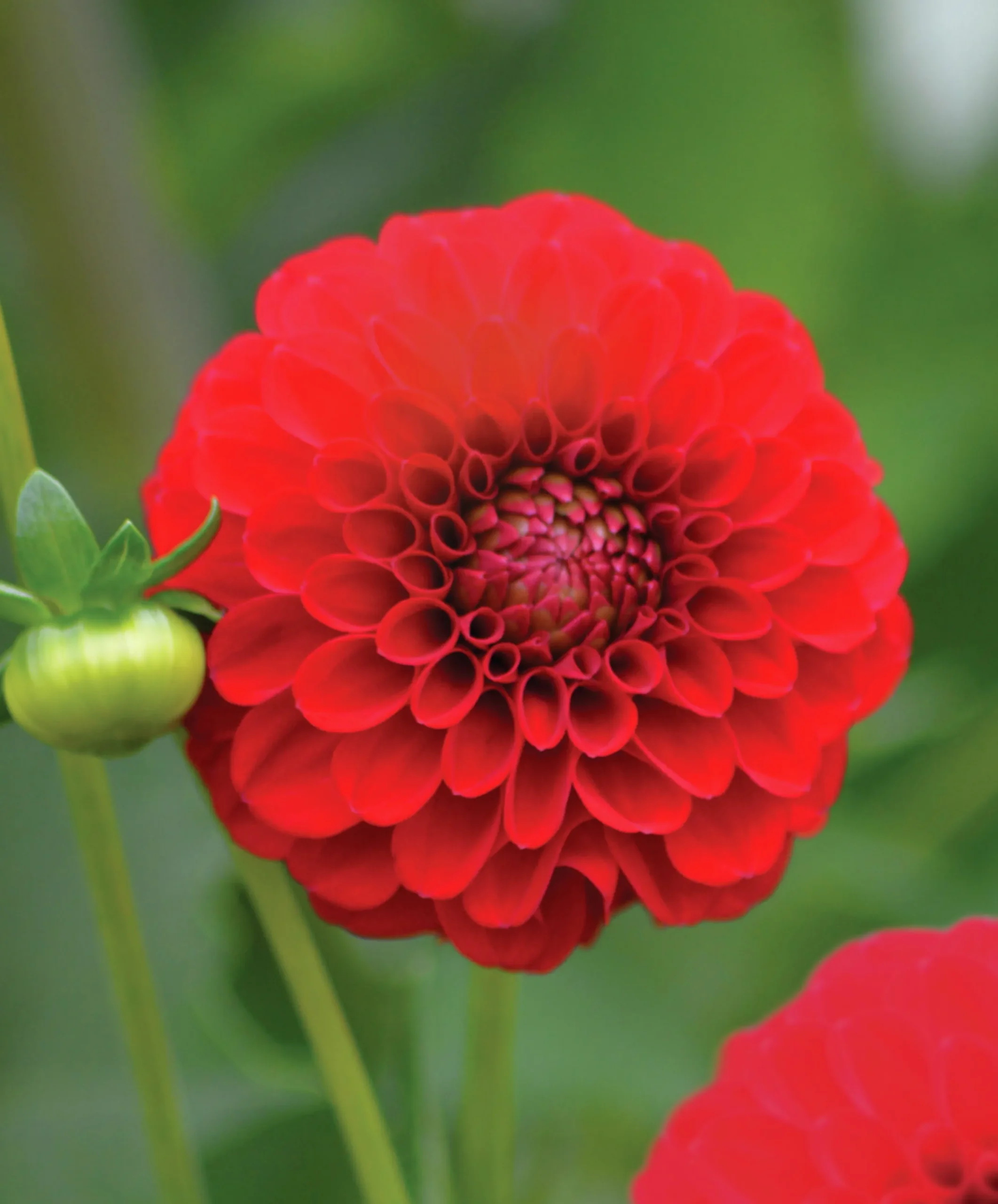 Vårlök Nelson Garden Pompondahlia Hög Nescio Röd